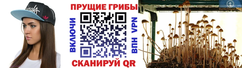 Галлюциногенные грибы Cubensis  Полярный 